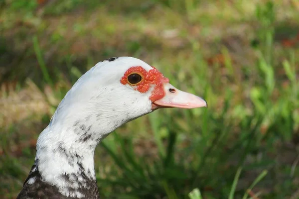 Portrait Muscovy Duck Green Grass Background Closeup — 스톡 사진