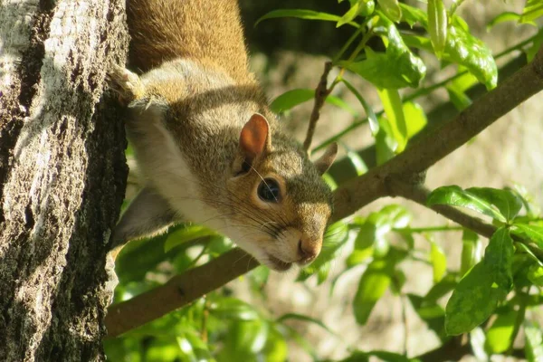 यरल जअप — स्टॉक फ़ोटो, इमेज