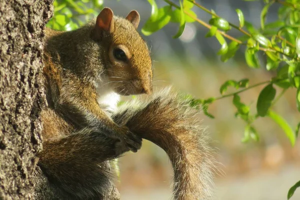 Beautiful Gray American Squirrel Tree Florida Nature Closeup — Stock Photo, Image