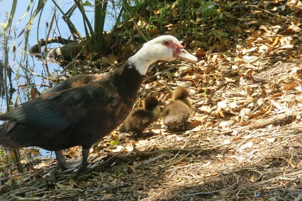 Duck Ducklings River Florida Wild — ストック写真