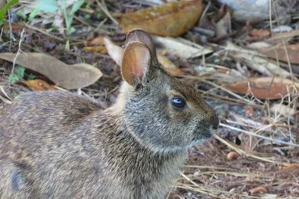Schöne Graue Kaninchen Florida Wild Nahaufnahme — Stockfoto