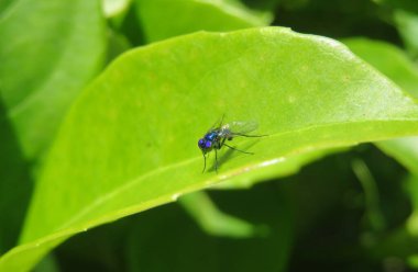 Florida doğasında yeşil yapraklı mavi gözlü tropikal sinek böceği.