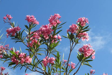 Florida doğasında mavi gökyüzünde pembe zakkum çiçekleri