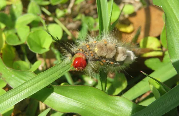 Beautiful Woolly Tussock Caterpillar Grass Florida Nature Closeup — Stockfoto