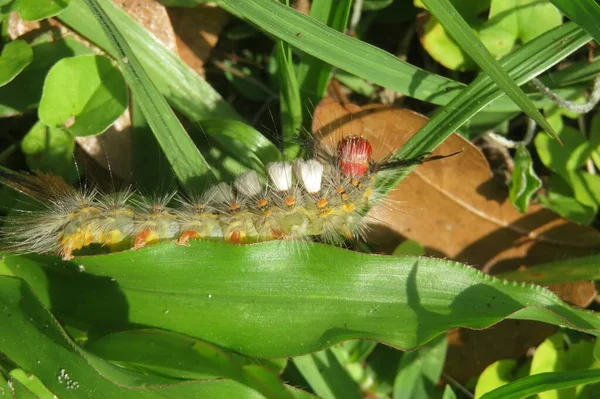 Schöne Wollige Raupe Auf Gras Der Natur Floridas Nahaufnahme — Stockfoto