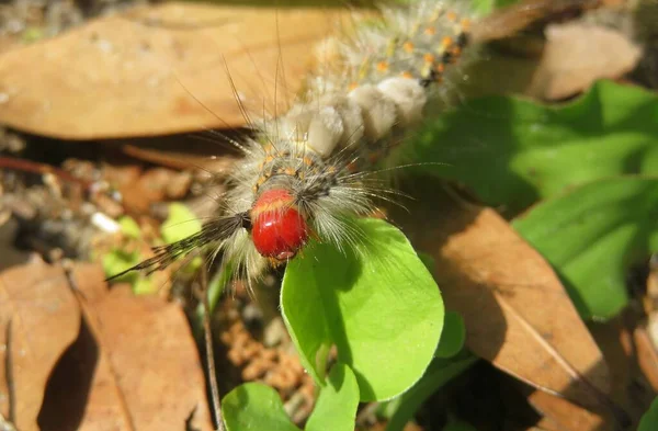 Beautiful Woolly Tussock Caterpillar Grass Florida Nature Closeup — Stockfoto