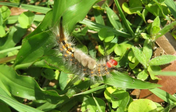 Smukke Uldne Tussok Larve Græs Florida Natur Closeup - Stock-foto