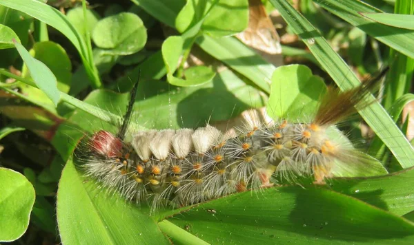Beautiful Woolly Tussock Caterpillar Grass Florida Nature Closeup — Fotografia de Stock