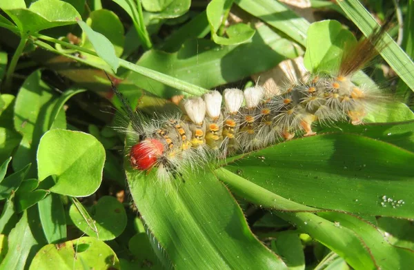 Beautiful Woolly Tussock Caterpillar Grass Florida Nature Closeup — Foto de Stock