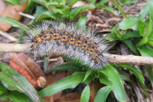 Brown Woolly Caterpillar Florida Nature Closeup — стоковое фото