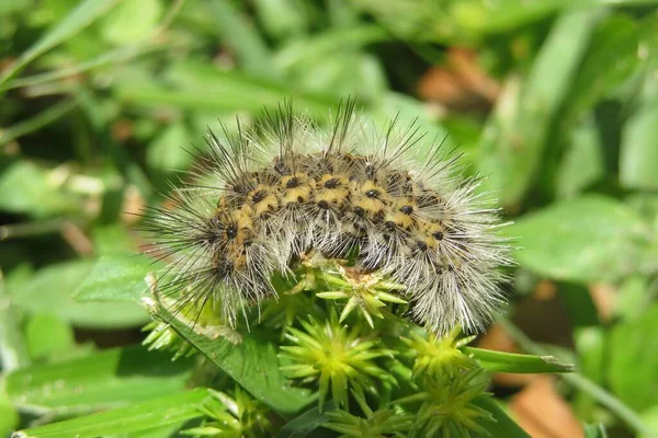 Brown Woolly Caterpillar Florida Nature Closeup — Stockfoto
