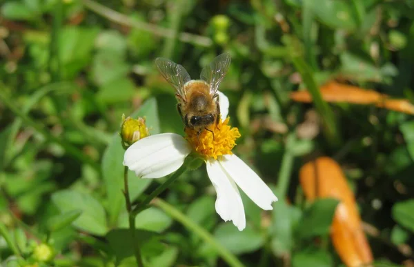 Bee Spanish Needles Flower Florida Wild — стоковое фото