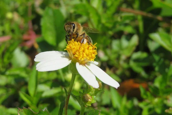 Abeille Sur Des Aiguilles Espagnoles Fleur Floride Sauvage Gros Plan — Photo