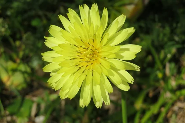 Beautiful Yellow Wild Flower Florida Nature Closeup — стоковое фото