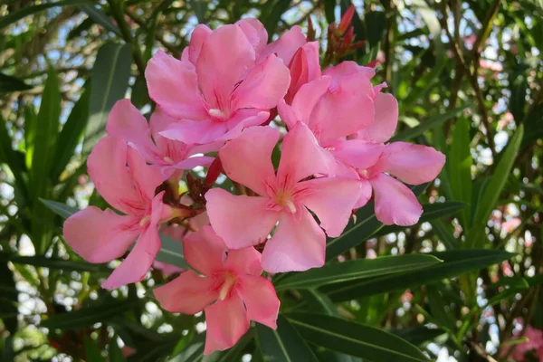Szekrény Gyönyörű Rózsaszín Oleander Virágok Floridában Természet — Stock Fotó