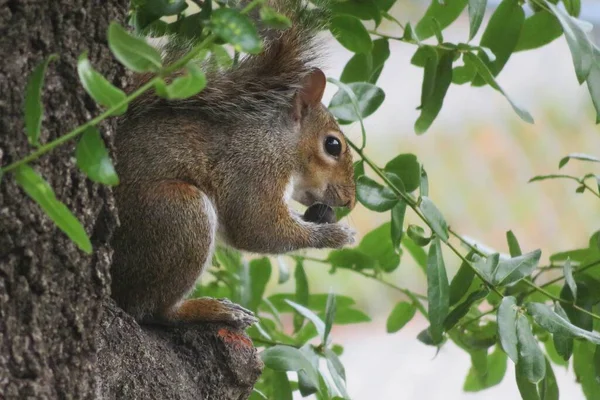 Grigio Scoiattolo Americano Albero Mangia Una Ghianda Primo Piano — Foto Stock