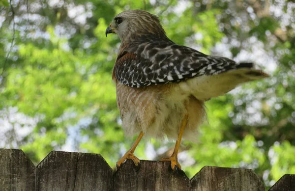 Kuzey Florida Doğasında Hawk Çitte — Stok fotoğraf