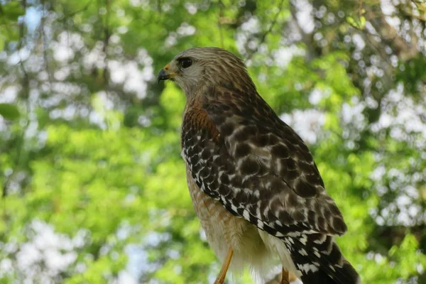 Hawk Boom Natuurlijke Groene Achtergrond Florida Wild — Stockfoto