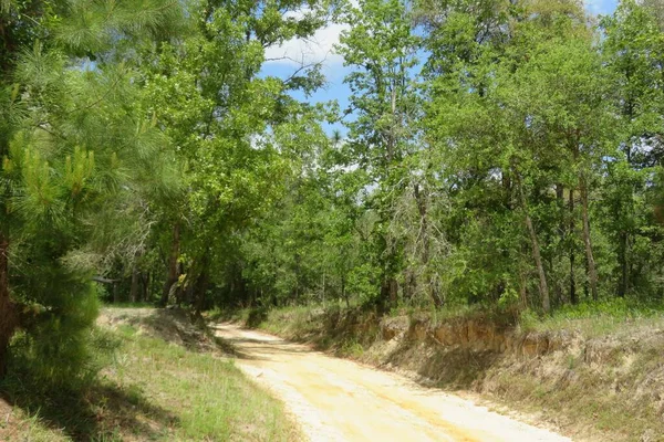 Kuzey Florida vahşi ormanının güzel manzarası
