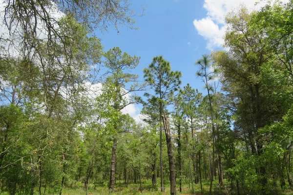 Beautiful Landscape North Florida Wild Forest — Foto de Stock