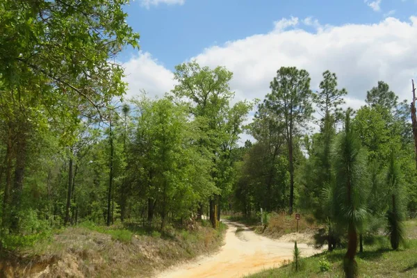 Kuzey Florida vahşi ormanının güzel manzarası