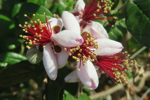 Beautiful Feijoa Flowers Bush Florida Nature — Stock Photo, Image