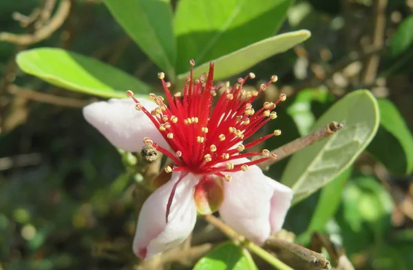 Beautiful Feijoa Flowers Bush Florida Nature — 스톡 사진