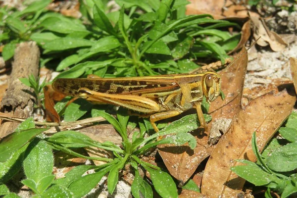Beautiful Yellow Exotic Grasshopper Ground Florida Nature — Stock Photo, Image