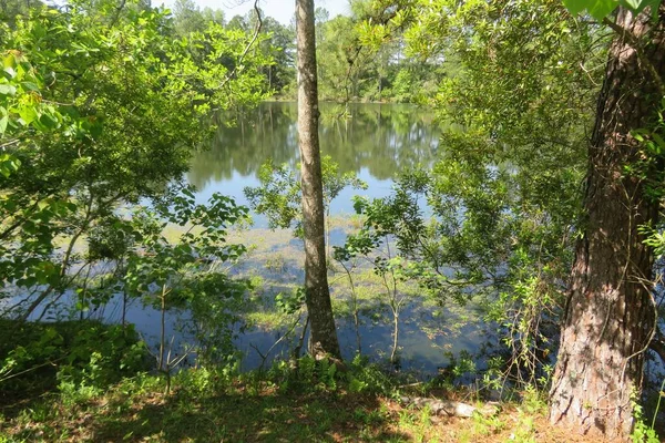 Hermosa Vista Del Río Pantanos Del Norte Florida — Foto de Stock