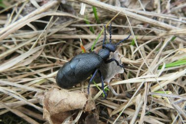 Bahçedeki siyah meloe böceği, yakın plan