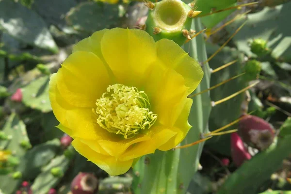 Bela Flor Cacto Amarelo Opuntia Stricta Natureza Florida — Fotografia de Stock