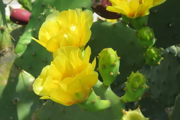 Belas Flores Cacto Amarelo Opuntia Stricta Florida Selvagem — Fotografia de Stock