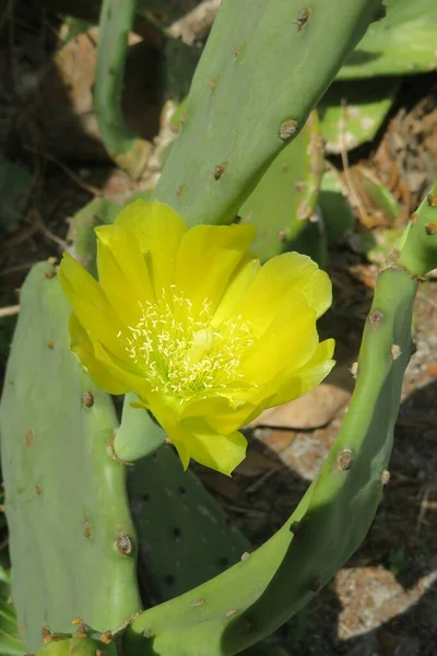Bela Flor Cacto Amarelo Opuntia Stricta Natureza Florida — Fotografia de Stock