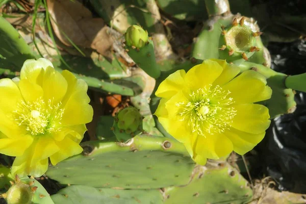 Piękne Żółte Kwiaty Kaktusa Opuntia Stricta Florydzie Dzikie — Zdjęcie stockowe