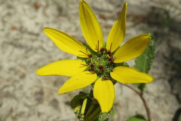Yellow Wild Flower Florida Nature Closeup — Stock Photo, Image