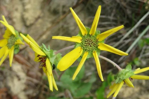 Beautiful Yellow Flowers Florida Wild Closeup — Stock Photo, Image