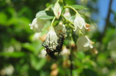 Florida doğasında beyaz çiçeklerdeki siyah tropikal eşekarısı