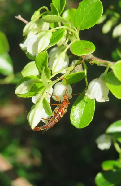 Tropisk Skalbagge Vita Blommor Florida Natur Närbild — Stockfoto