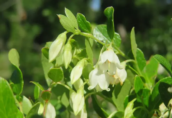 White Flowers Vaccinium Garden Natural Green Leaves Background Closeup — Stock Photo, Image