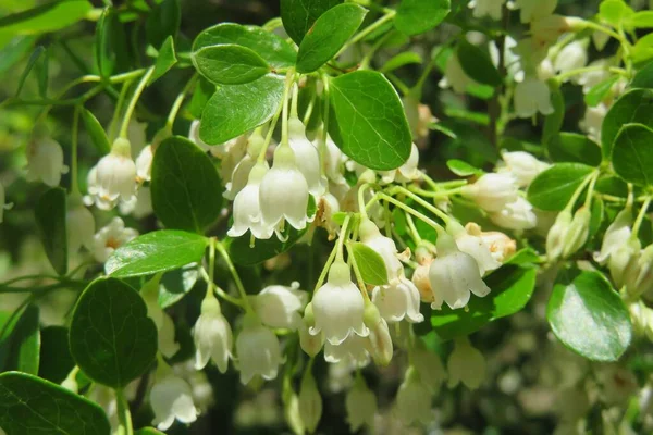 Bahçedeki Aşı Nın Beyaz Çiçekleri Doğal Yeşil Yaprakların Arka Planında — Stok fotoğraf