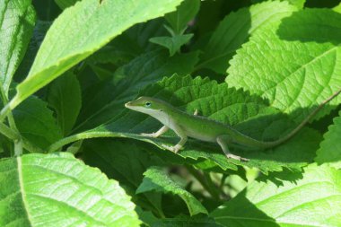 Florida doğasında yeşil anole kertenkelesi dinleniyor.