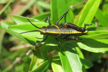 Siyah tropikal çekirge Florida 'da vahşi, yakın plan