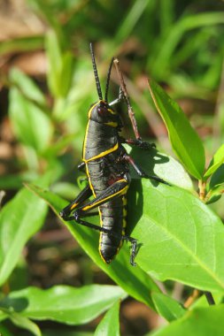 Siyah tropikal çekirge Florida 'da vahşi, yakın plan