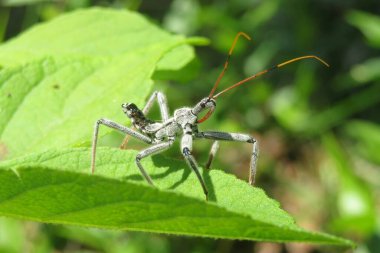 Florida doğasında yeşil yapraklar üzerinde tekerlek böceği (Arilus cristatus)
