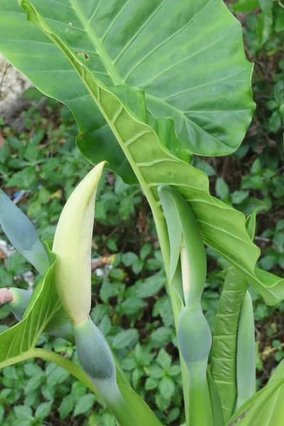 Banana Planta Flórida Natureza Close — Fotografia de Stock