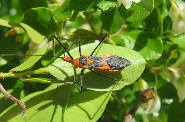 Assassin Bug Sur Feuille Verte Floride Nature Gros Plan — Photo