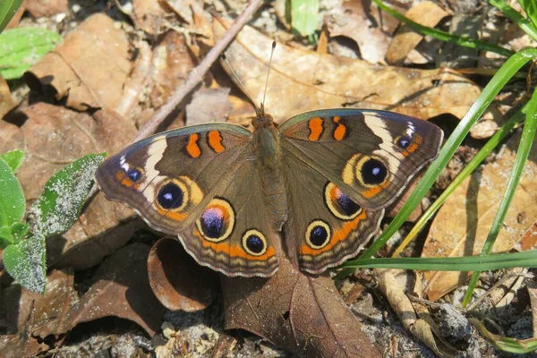 Schöner Schmetterling Florida Wild Nahaufnahme — Stockfoto