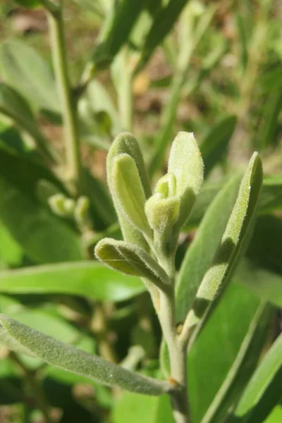 Zelená Rostlina Floridě Detailní Záběr — Stock fotografie