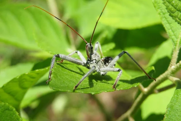 Bug Roda Arilus Cristatus Pada Latar Belakang Daun Hijau Alam — Stok Foto