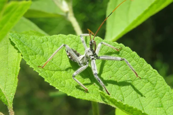 Wheel Bug Arilus Cristatus Green Leafs Background Florida Nature — Stock Photo, Image